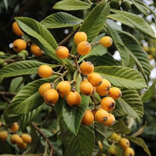 Loquat fruit on tree