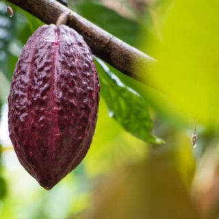 Cacao pod growing on a cacao tree