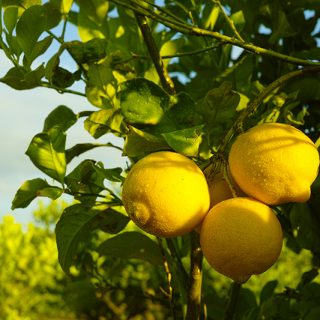 Citrus fruit rich in vitamin C – ripe yellow Sicilian lemons o