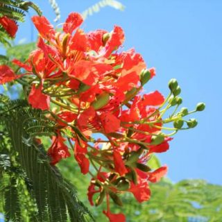 Buds of Delonix regia in summer, Queensland Australia