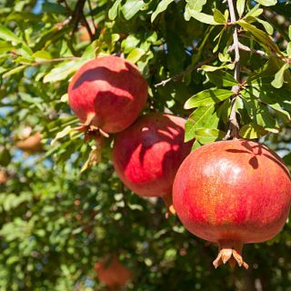 Red Pomegranate Orchard