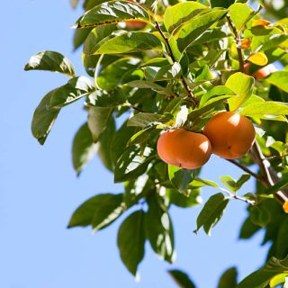Ripe persimmon fruit hanging on the tree