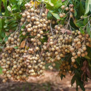 Fruitful longan bunch hanging on tree