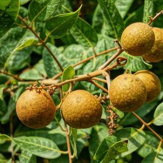 Longan orchards – Tropical fruits ripe longan hanging on tree