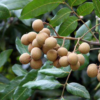Tropical longan fruit in Asia