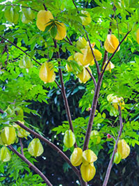 Quatre épices. Pimenta dioica photo flore La Réunion N°3861.