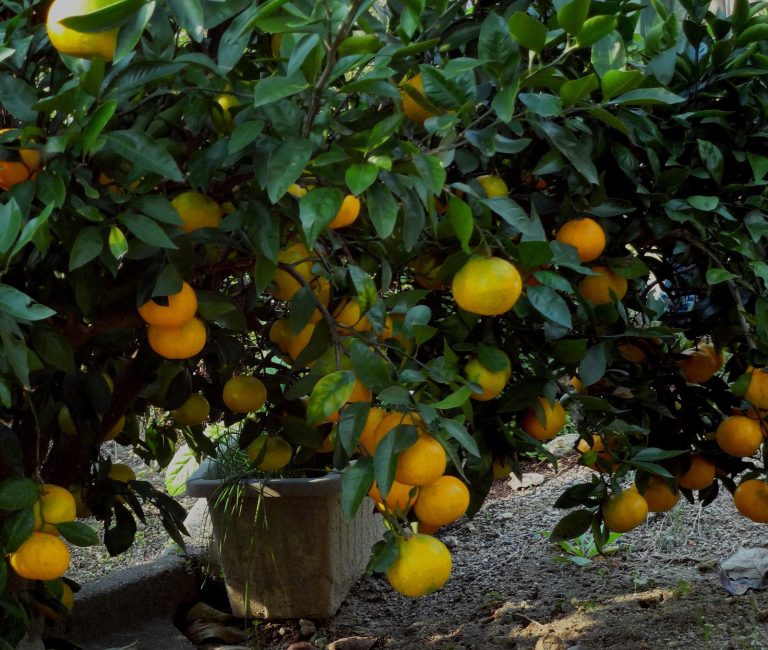 Temple Mandarine Pepiniere Tullus