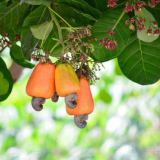 Cashew nuts fruits on tree, cashew farm