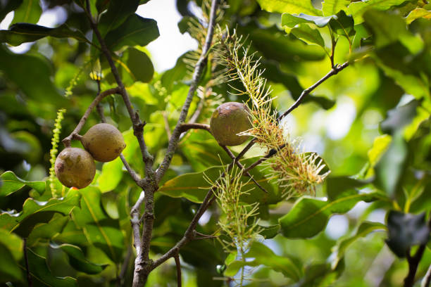 Noix de macadamia – Pepiniere Tullus