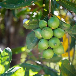 raw green macadamia nuts plantation