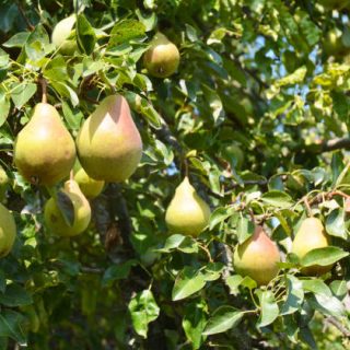 Pears: Planting, Growing, and Harvesting Pears. Growing pears in home garden.