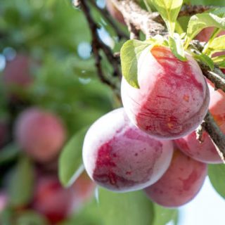 Juicy And Fleshy Plums Hanging In The Tree Ready For Harvest