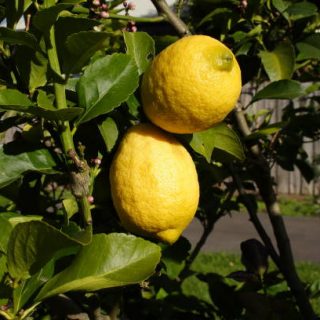 Eureka Lemons on the tree